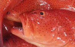 学习了解100种常见鱼类名称中的东星斑有几种